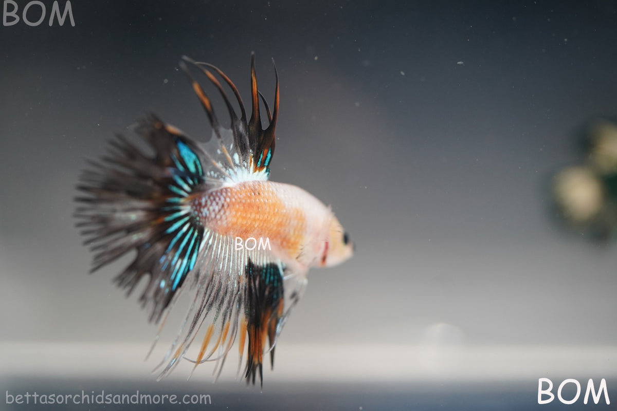 ULTRA RARE I BETTA MALE CROWN TAIL FANCY AOC | BOM-B298
