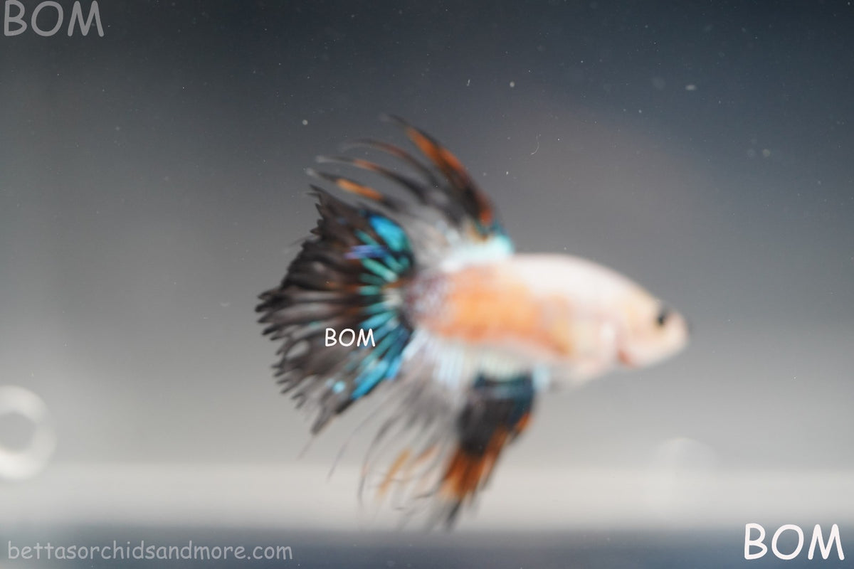 ULTRA RARE I BETTA MALE CROWN TAIL FANCY AOC | BOM-B298