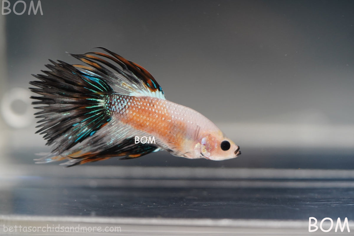 ULTRA RARE I BETTA MALE CROWN TAIL FANCY AOC | BOM-B298