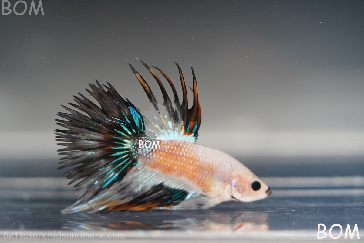 ULTRA RARE I BETTA MALE CROWN TAIL FANCY AOC | BOM-B298