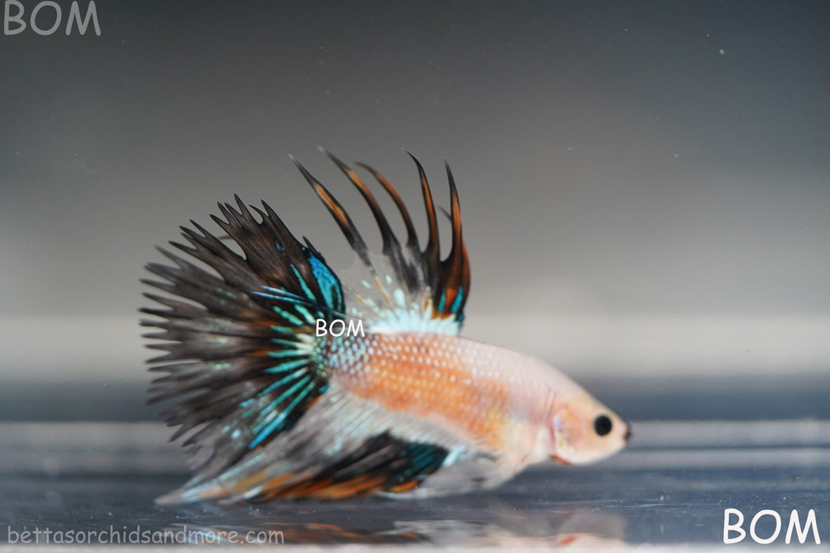 ULTRA RARE I BETTA MALE CROWN TAIL FANCY AOC | BOM-B298