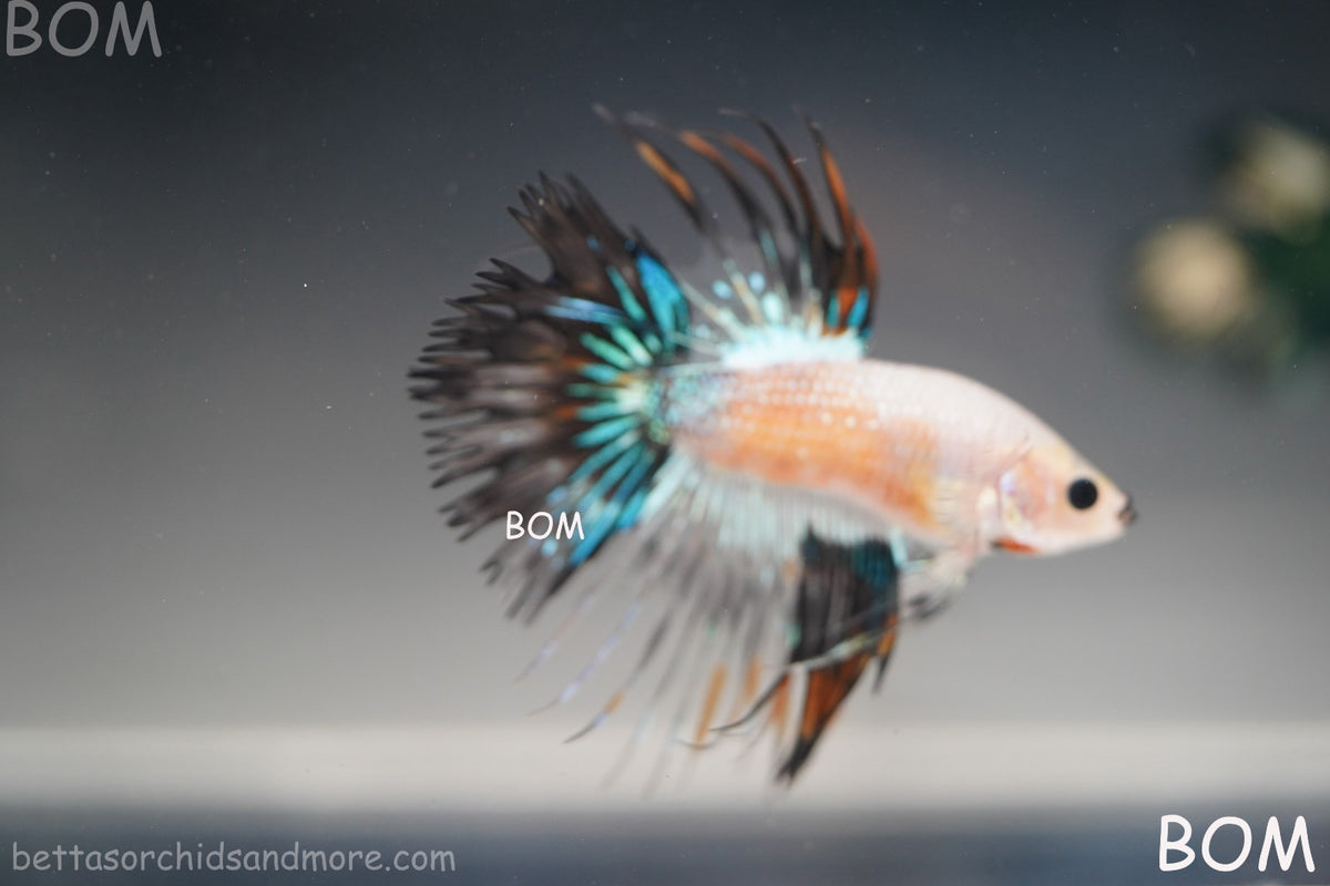 ULTRA RARE I BETTA MALE CROWN TAIL FANCY AOC | BOM-B298