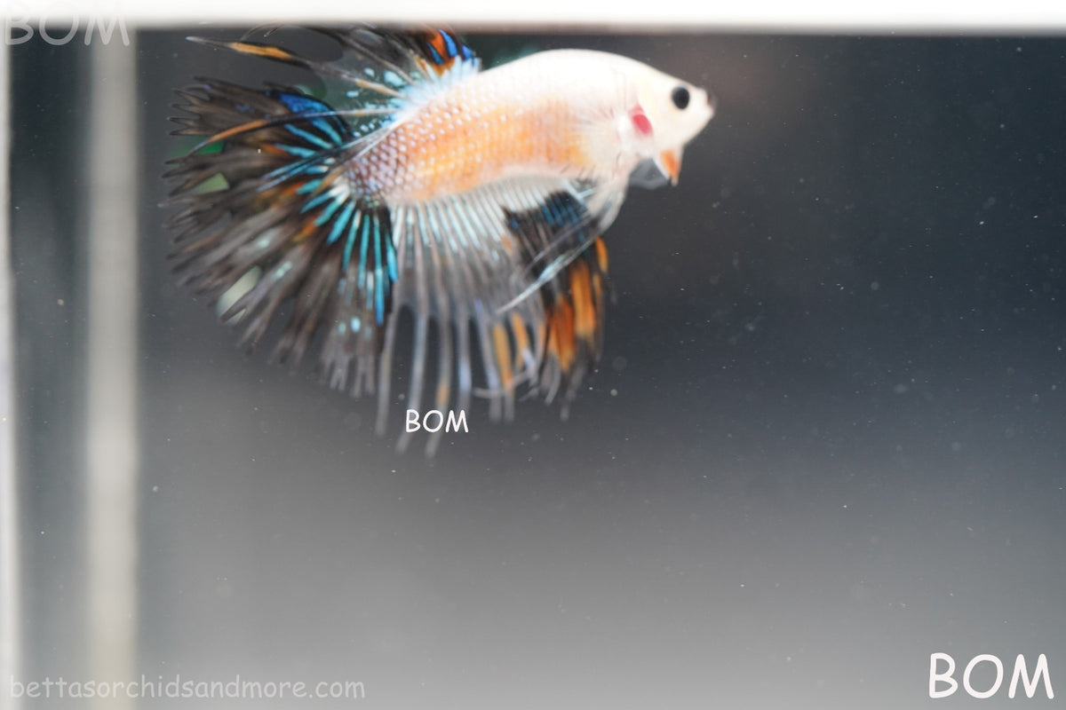 ULTRA RARE I BETTA MALE CROWN TAIL FANCY AOC | BOM-B298