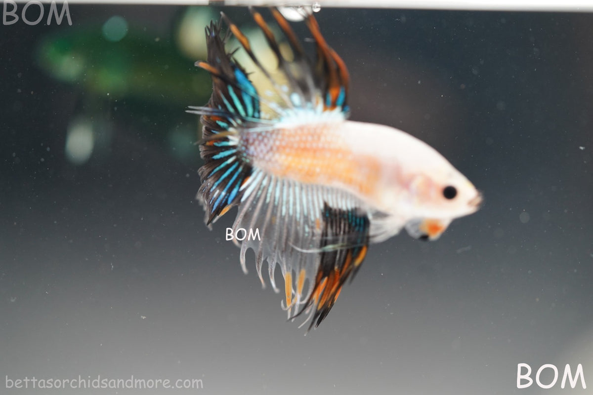 ULTRA RARE I BETTA MALE CROWN TAIL FANCY AOC | BOM-B298