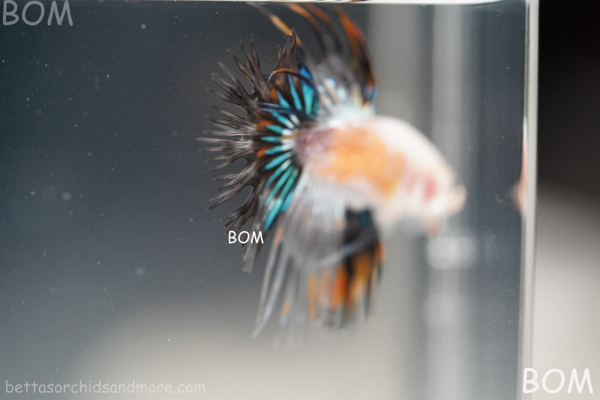 ULTRA RARE I BETTA MALE CROWN TAIL FANCY AOC | BOM-B298