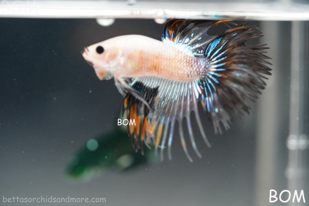 ULTRA RARE I BETTA MALE CROWN TAIL FANCY AOC | BOM-B298
