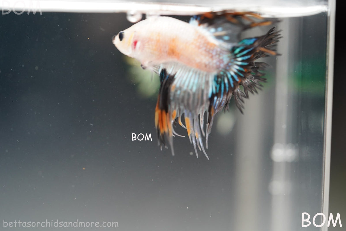 ULTRA RARE I BETTA MALE CROWN TAIL FANCY AOC | BOM-B298