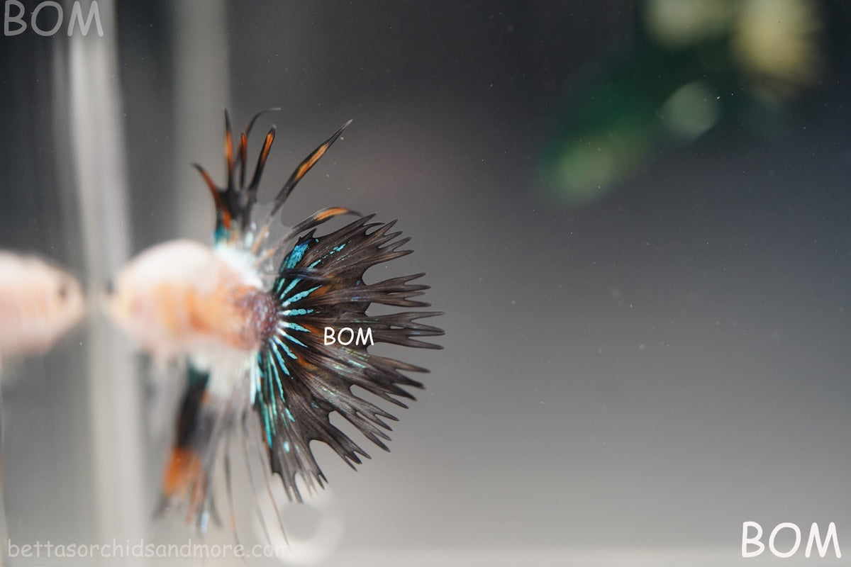 ULTRA RARE I BETTA MALE CROWN TAIL FANCY AOC | BOM-B298