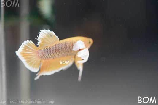 BETTA MALE HMPK PINEAPPLE DUMBO EAR  | BOM-B300