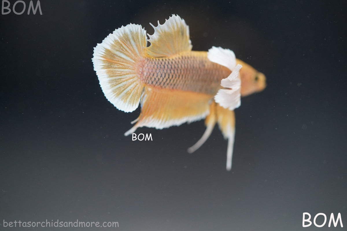 BETTA MALE HMPK PINEAPPLE DUMBO EAR  | BOM-B300