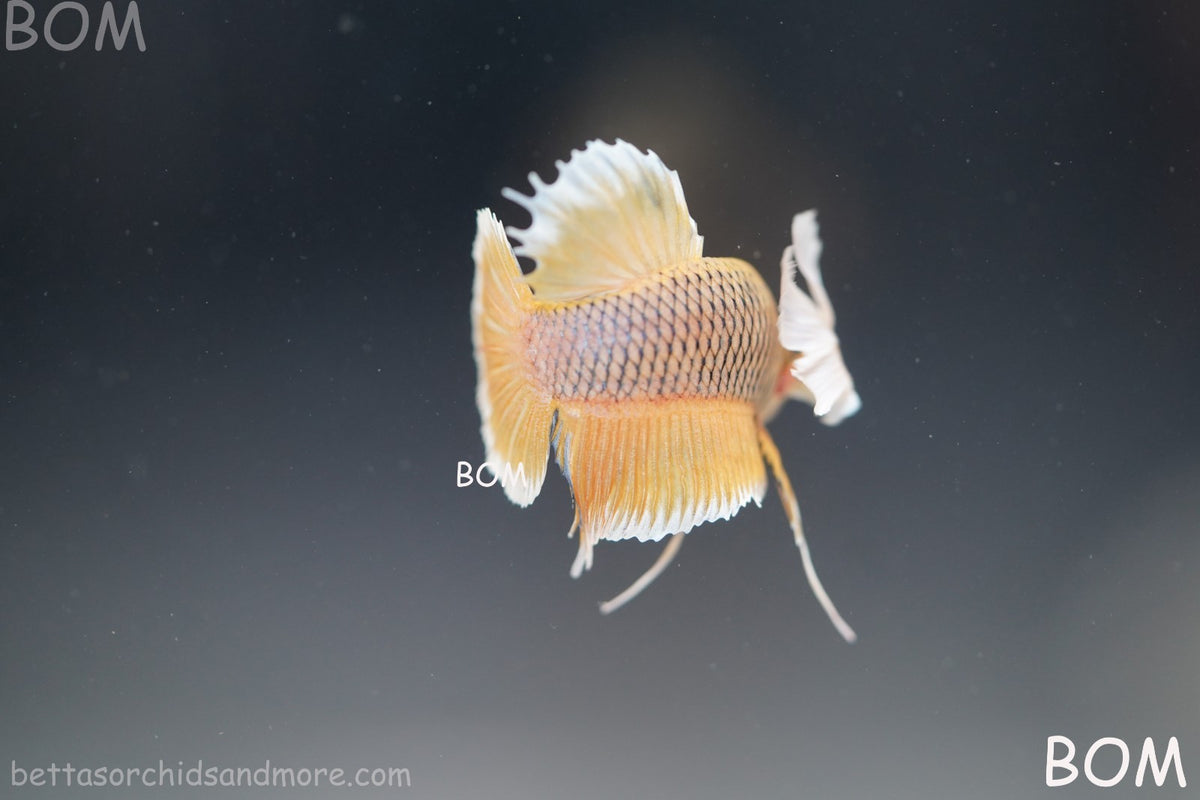 BETTA MALE HMPK PINEAPPLE DUMBO EAR  | BOM-B300