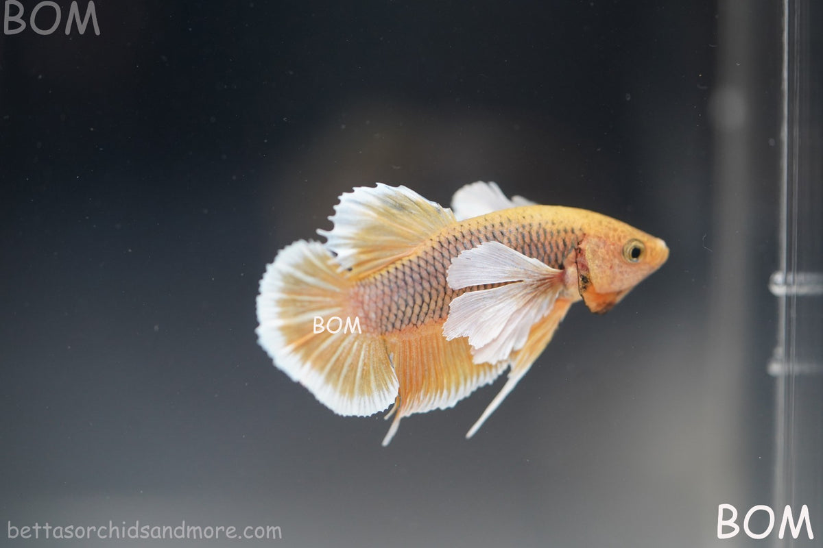 BETTA MALE HMPK PINEAPPLE DUMBO EAR  | BOM-B300