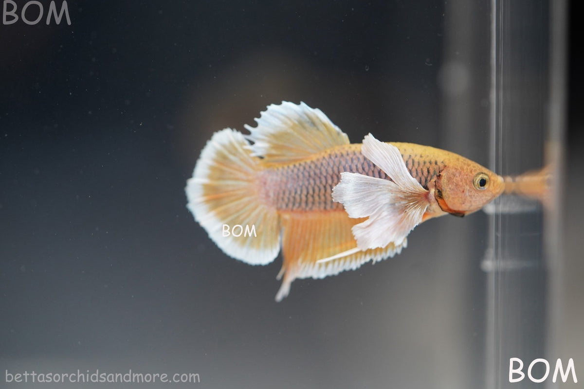 BETTA MALE HMPK PINEAPPLE DUMBO EAR  | BOM-B300