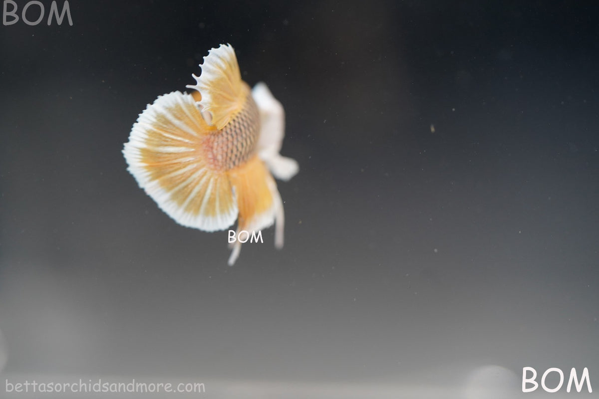 BETTA MALE HMPK PINEAPPLE DUMBO EAR  | BOM-B300