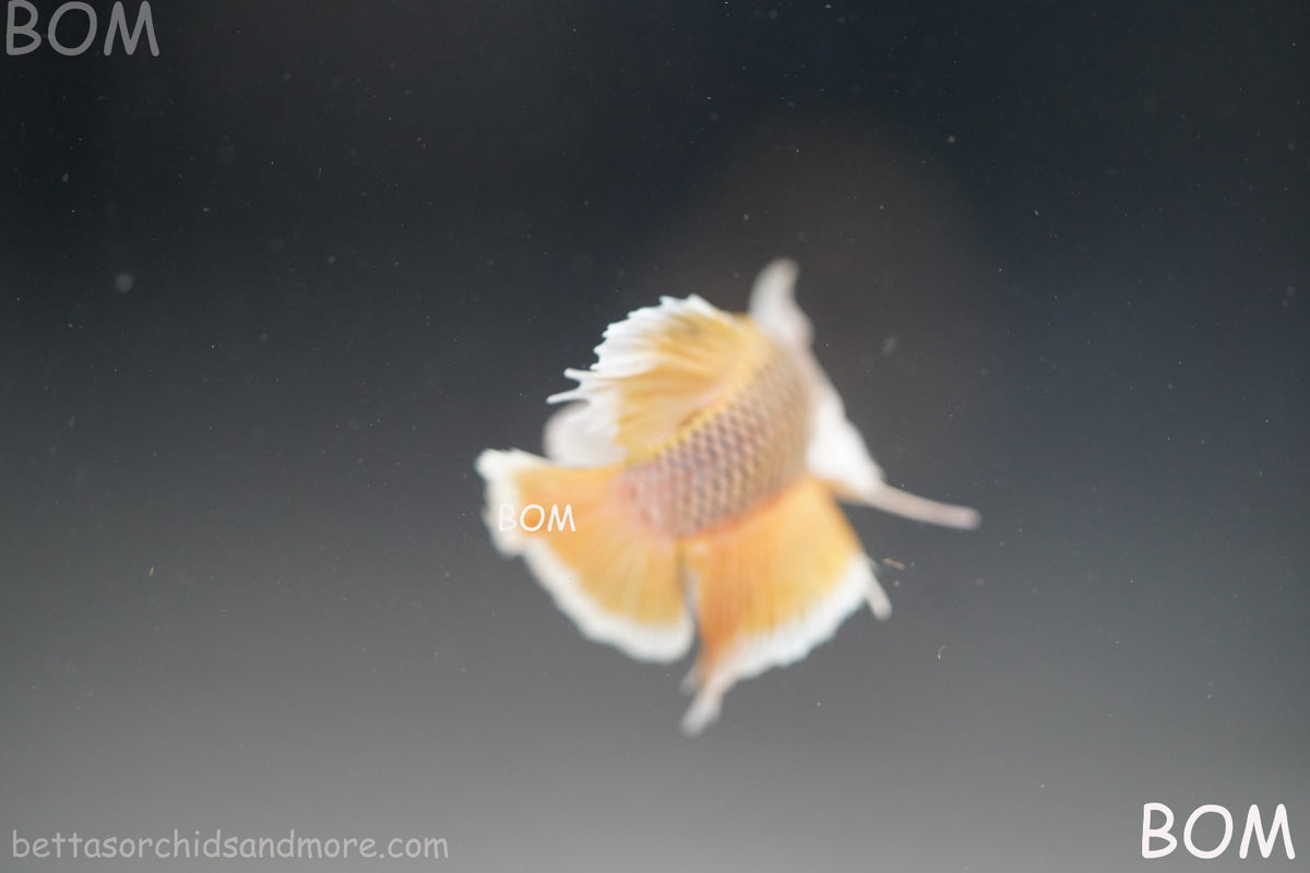 BETTA MALE HMPK PINEAPPLE DUMBO EAR  | BOM-B300