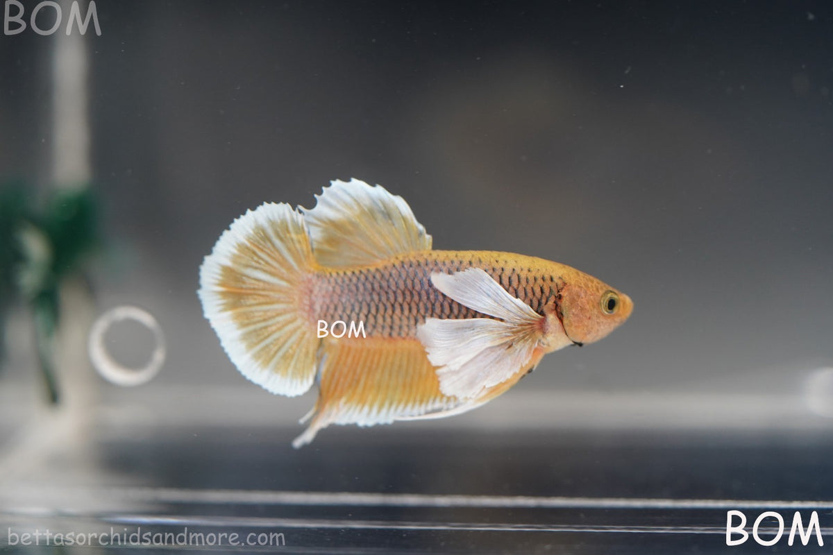 BETTA MALE HMPK PINEAPPLE DUMBO EAR  | BOM-B300