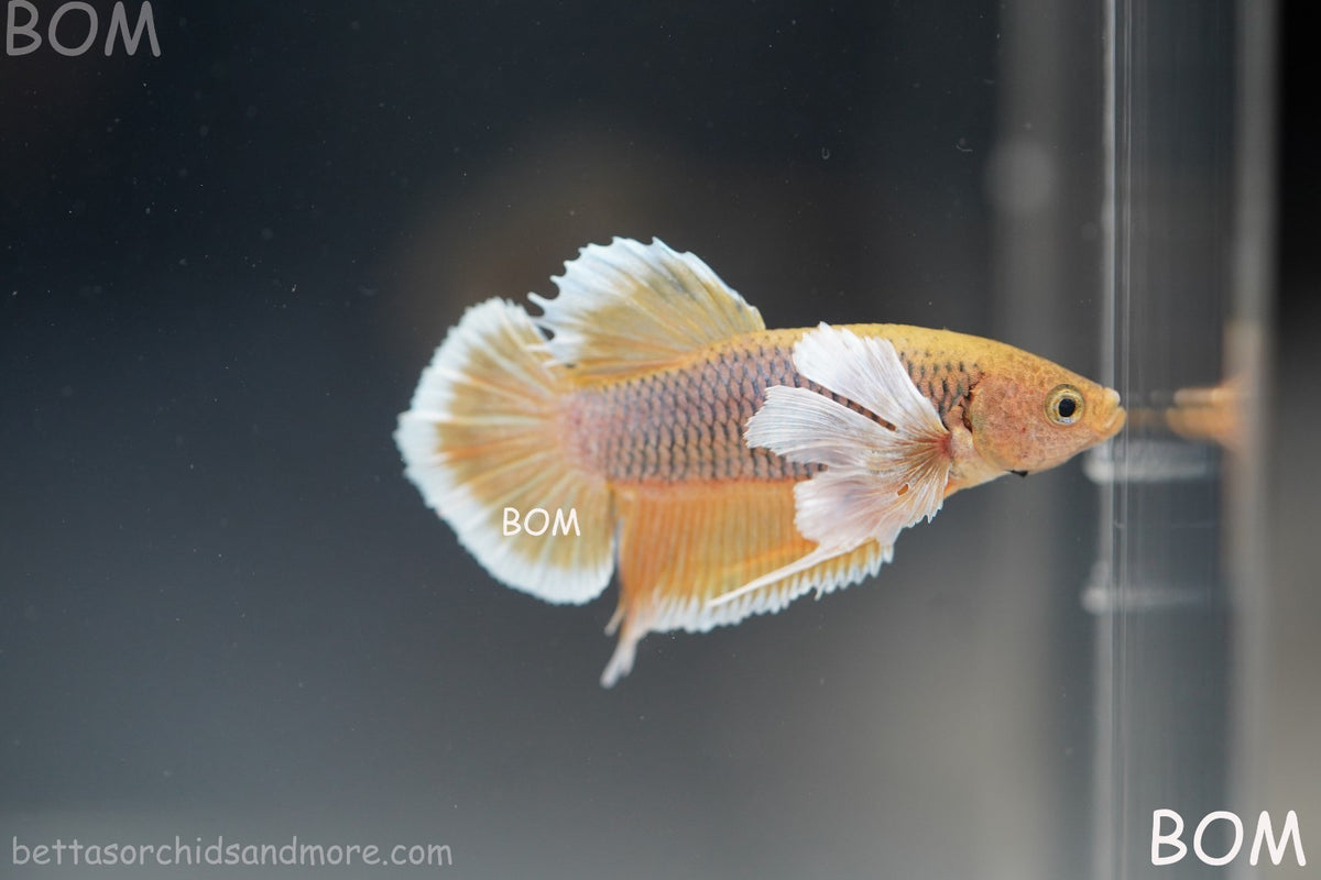 BETTA MALE HMPK PINEAPPLE DUMBO EAR  | BOM-B300