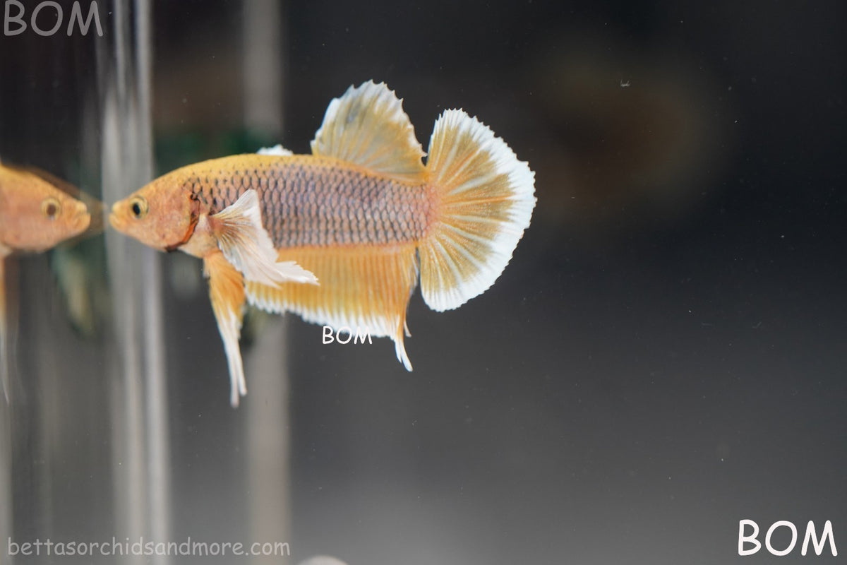 BETTA MALE HMPK PINEAPPLE DUMBO EAR  | BOM-B300
