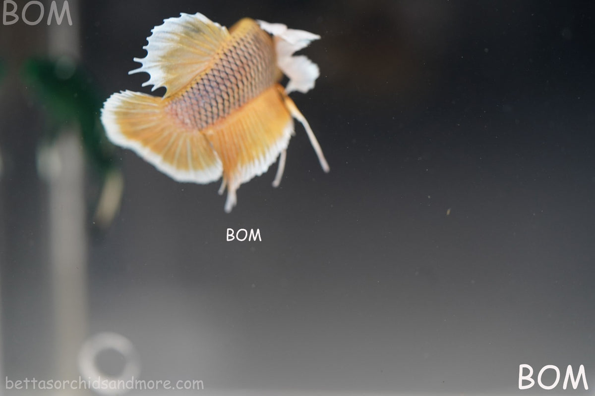 BETTA MALE HMPK PINEAPPLE DUMBO EAR  | BOM-B300