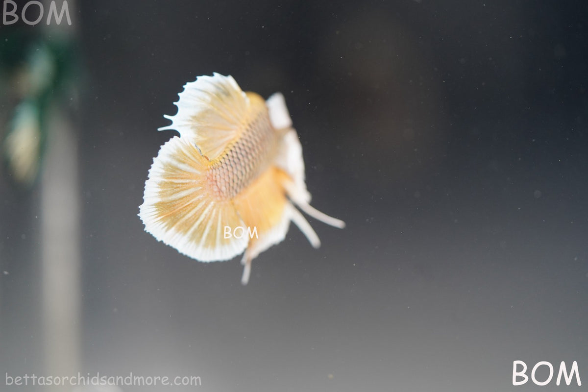 BETTA MALE HMPK PINEAPPLE DUMBO EAR  | BOM-B300