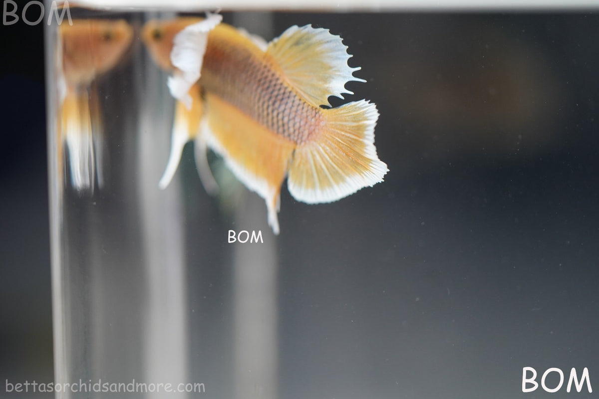 BETTA MALE HMPK PINEAPPLE DUMBO EAR  | BOM-B300