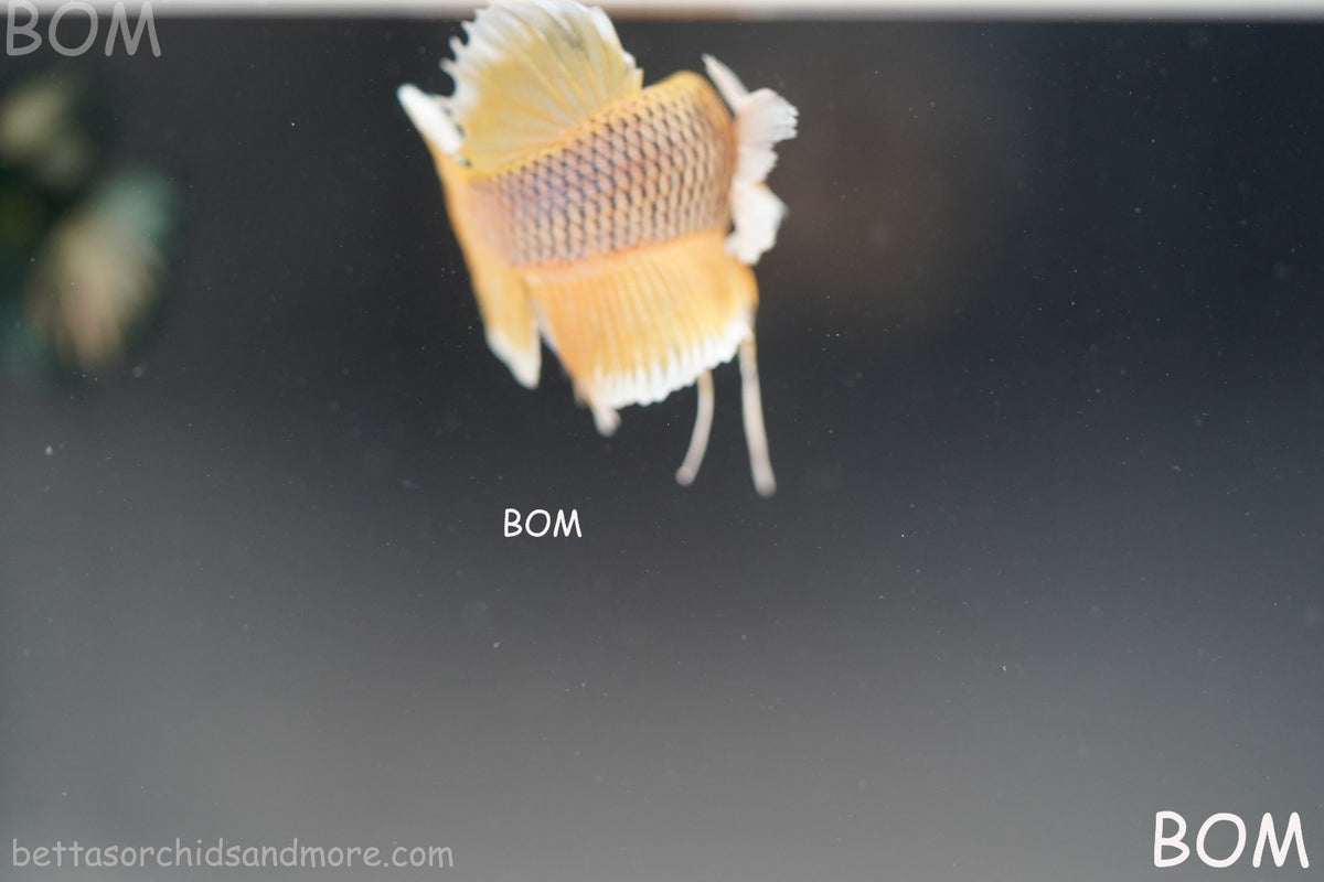 BETTA MALE HMPK PINEAPPLE DUMBO EAR  | BOM-B300