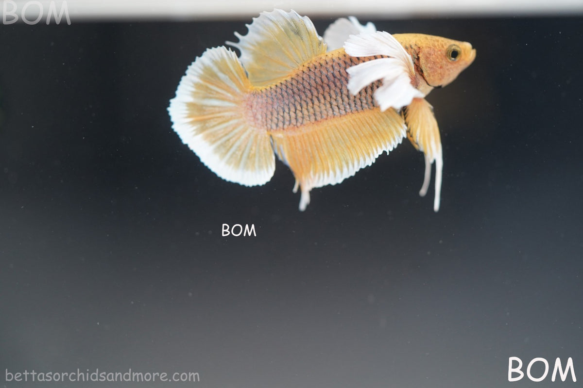 BETTA MALE HMPK PINEAPPLE DUMBO EAR  | BOM-B300