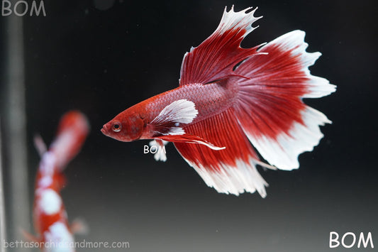LIVE BETTA MALE RED BUTTERFLY DUMBO EAR COMBTAIL | BOM-B391