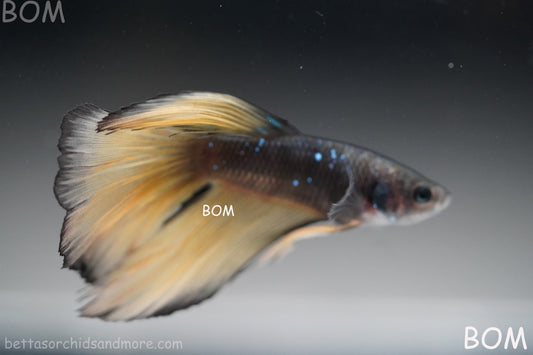 LIVE BETTA MALE BLACK GOLD MUSTARD GAS HM | BOM-B393