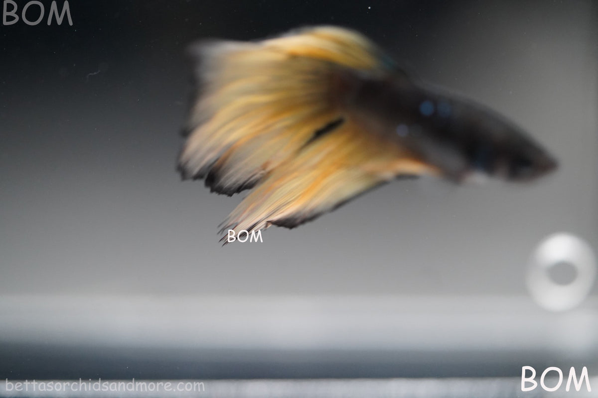 LIVE BETTA MALE BLACK GOLD MUSTARD GAS HM | BOM-B393