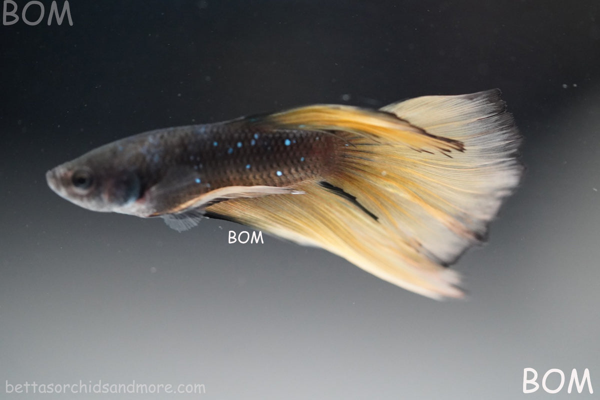 LIVE BETTA MALE BLACK GOLD MUSTARD GAS HM | BOM-B393