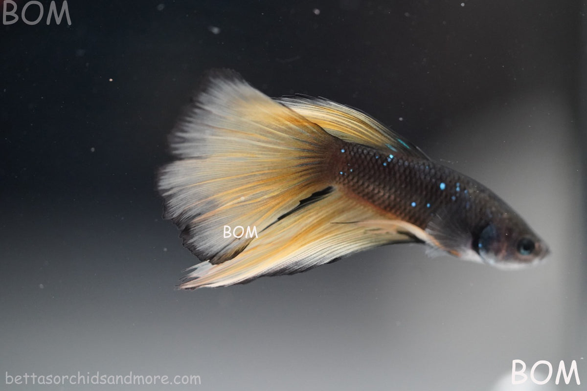 LIVE BETTA MALE BLACK GOLD MUSTARD GAS HM | BOM-B393