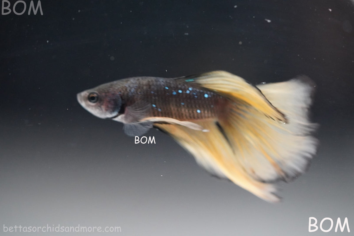 LIVE BETTA MALE BLACK GOLD MUSTARD GAS HM | BOM-B393