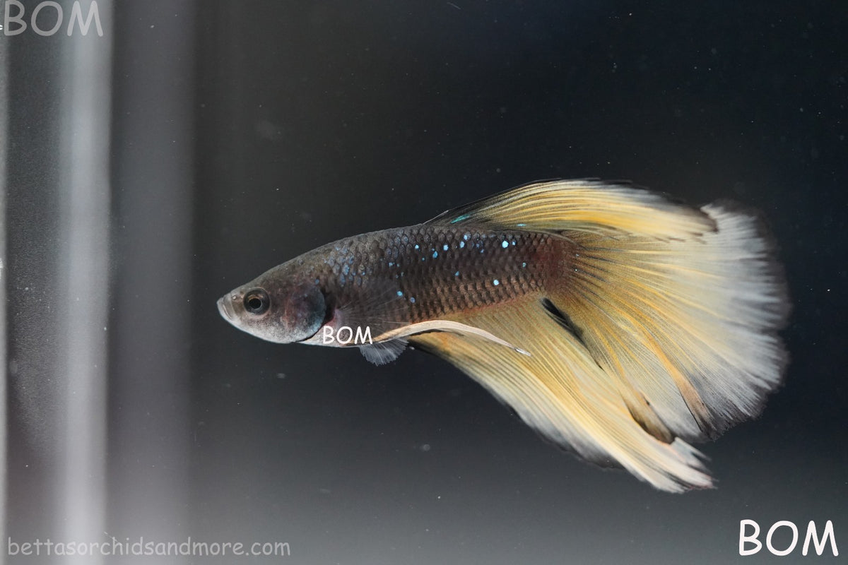 LIVE BETTA MALE BLACK GOLD MUSTARD GAS HM | BOM-B393