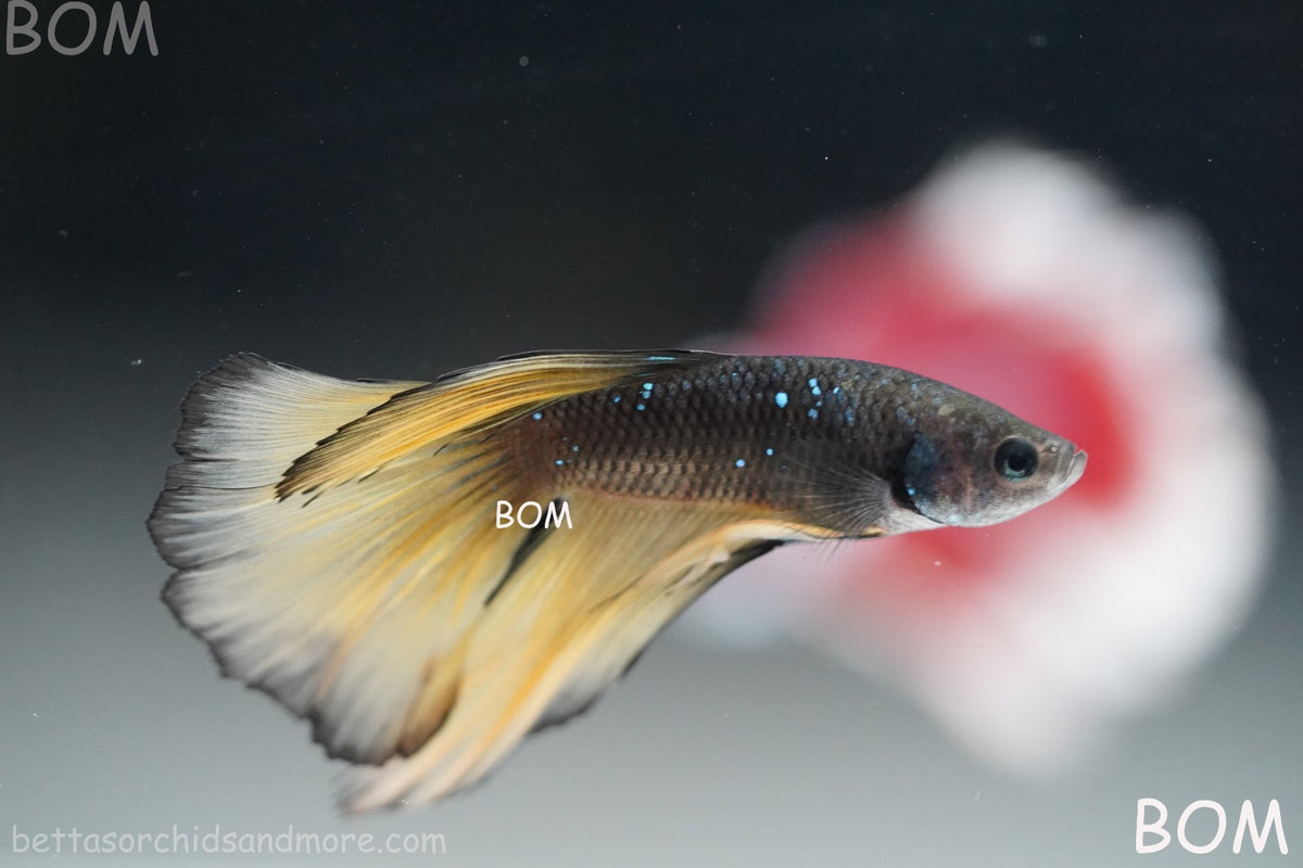 LIVE BETTA MALE BLACK GOLD MUSTARD GAS HM | BOM-B393
