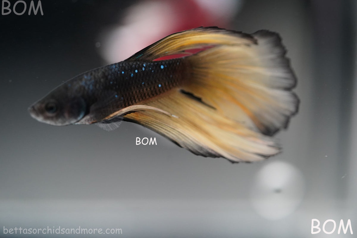 LIVE BETTA MALE BLACK GOLD MUSTARD GAS HM | BOM-B393