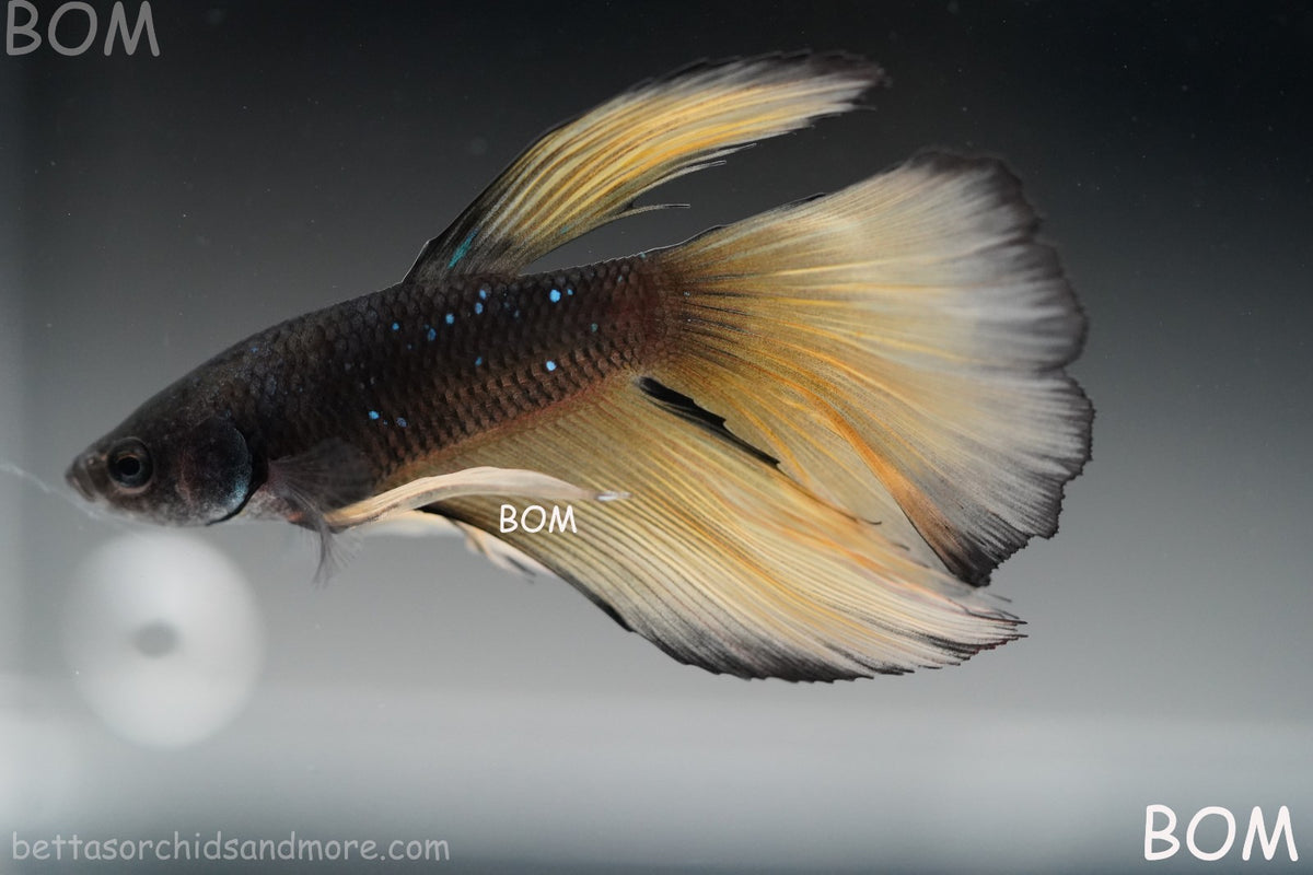 LIVE BETTA MALE BLACK GOLD MUSTARD GAS HM | BOM-B393