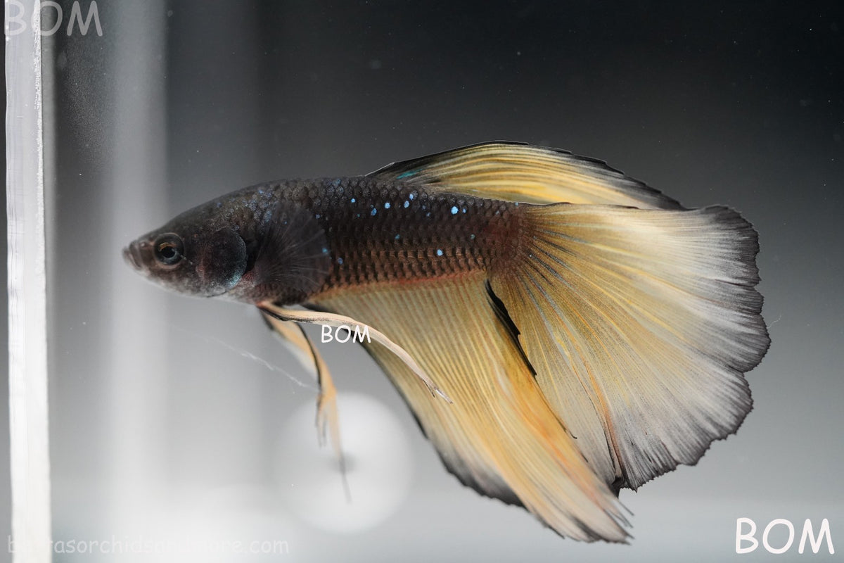 LIVE BETTA MALE BLACK GOLD MUSTARD GAS HM | BOM-B393