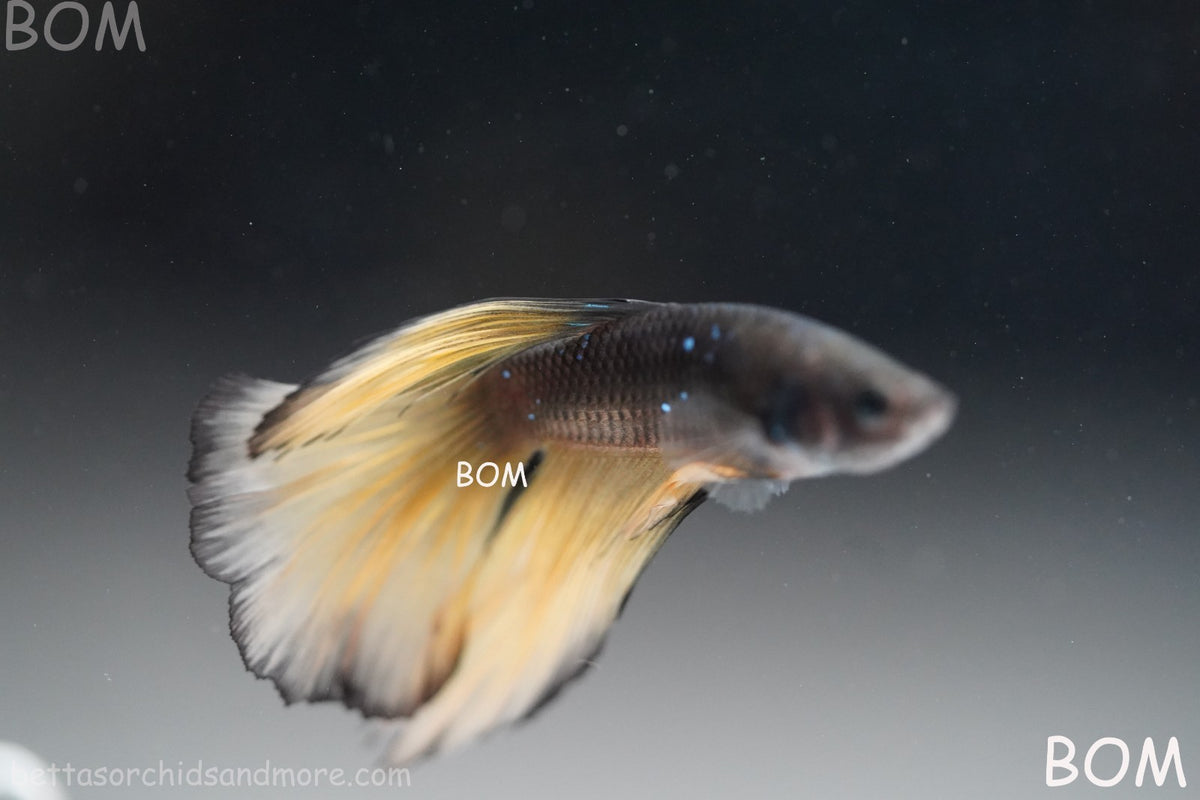 LIVE BETTA MALE BLACK GOLD MUSTARD GAS HM | BOM-B393
