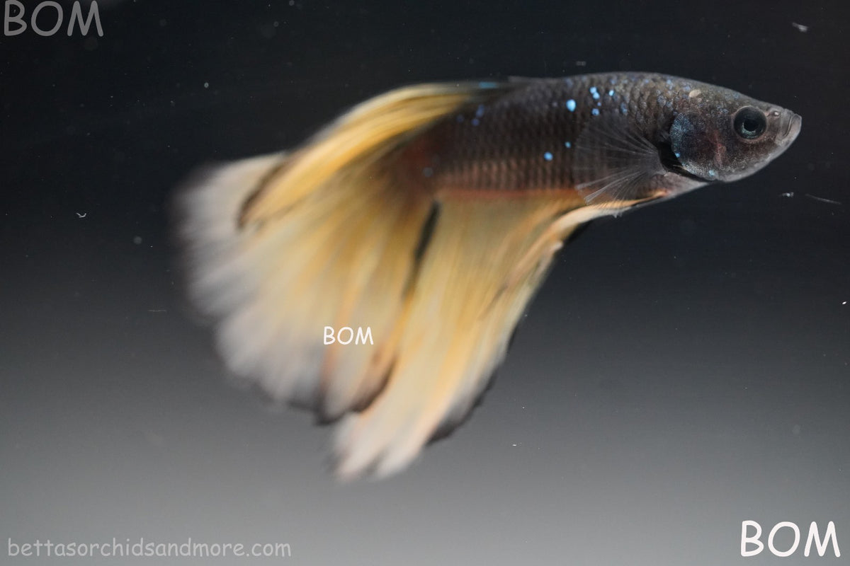 LIVE BETTA MALE BLACK GOLD MUSTARD GAS HM | BOM-B393