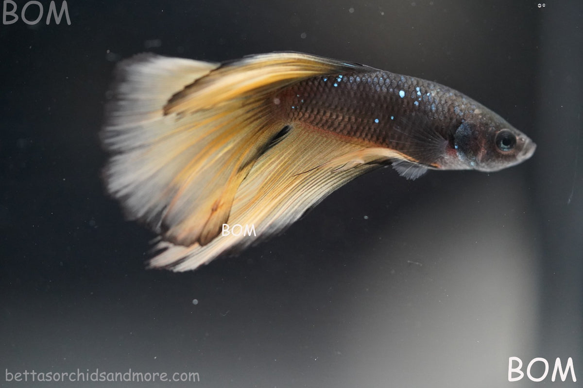 LIVE BETTA MALE BLACK GOLD MUSTARD GAS HM | BOM-B393