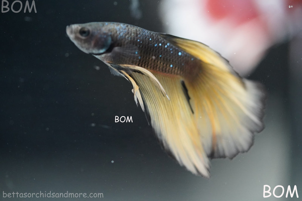 LIVE BETTA MALE BLACK GOLD MUSTARD GAS HM | BOM-B393