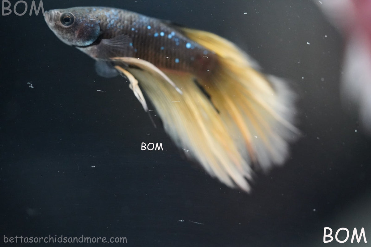 LIVE BETTA MALE BLACK GOLD MUSTARD GAS HM | BOM-B393