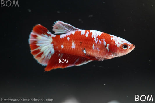 LIVE BETTA FEMALE RED FANCY KOI GALAXY HMPK | BOM-B392