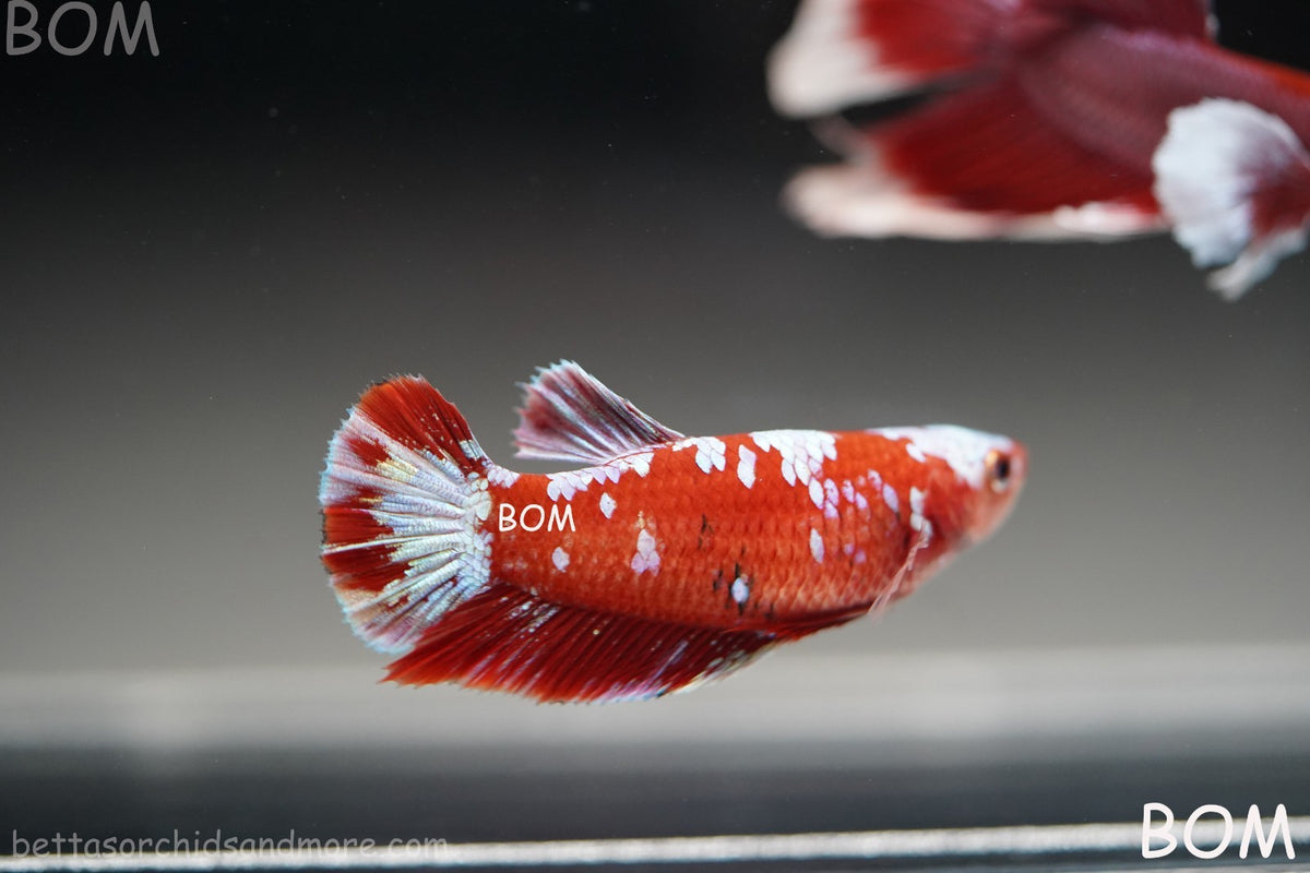 LIVE BETTA FEMALE RED FANCY KOI GALAXY HMPK | BOM-B392
