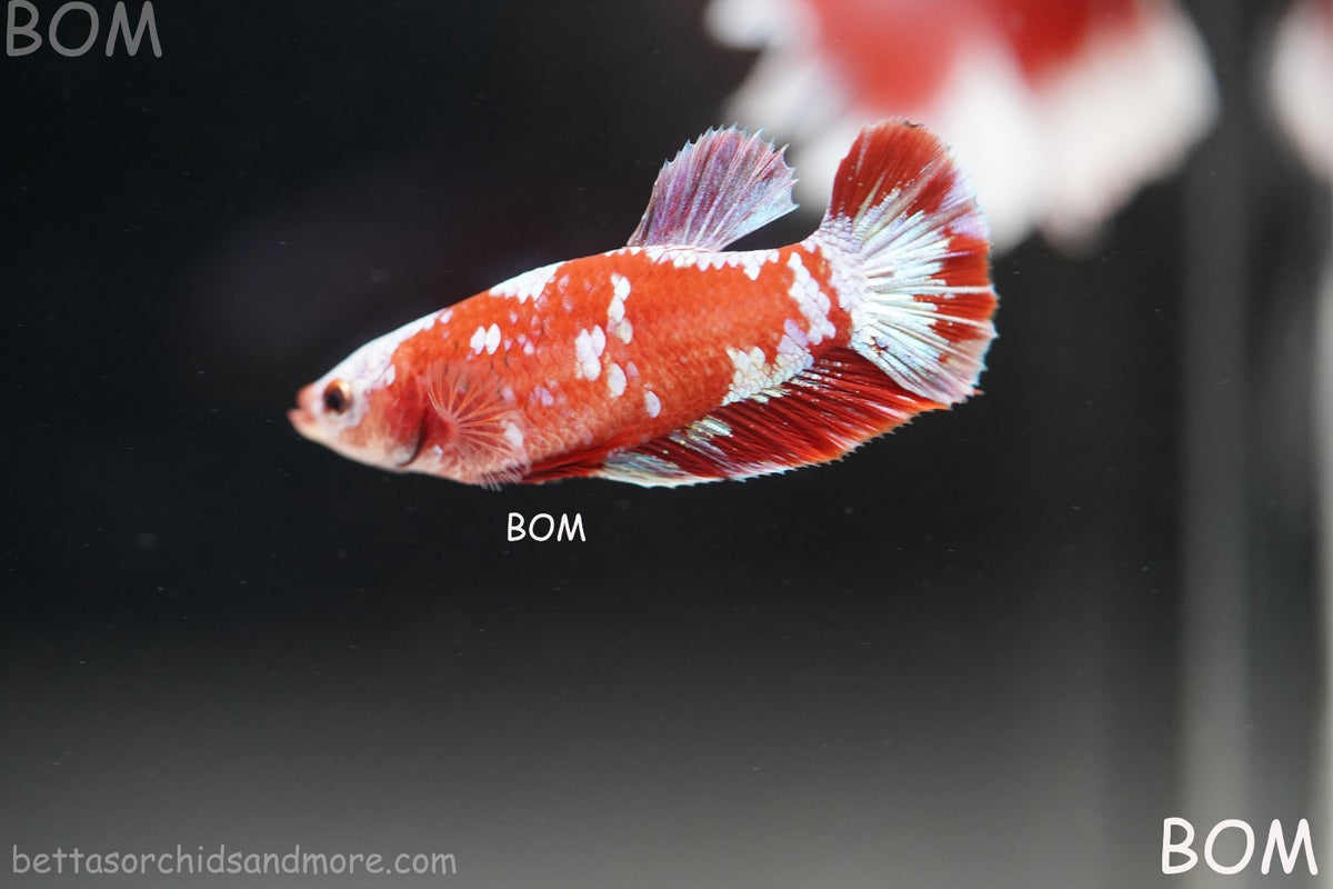 LIVE BETTA FEMALE RED FANCY KOI GALAXY HMPK | BOM-B392