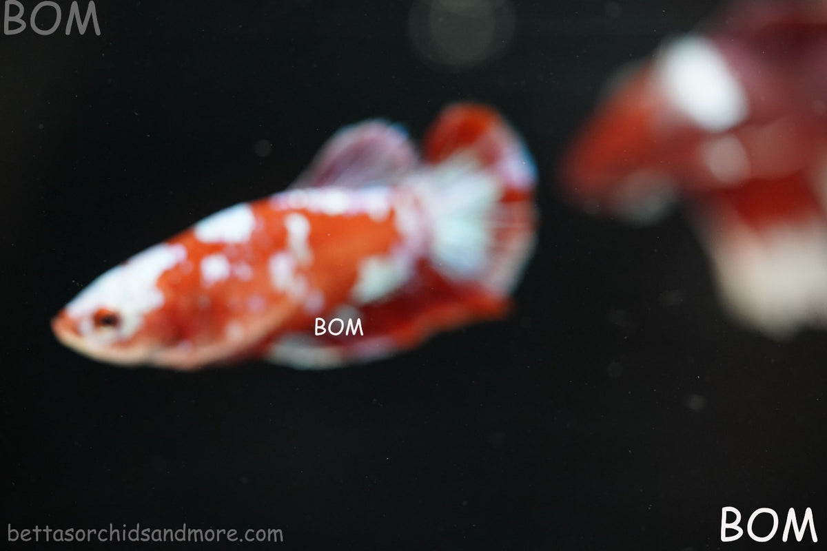LIVE BETTA FEMALE RED FANCY KOI GALAXY HMPK | BOM-B392