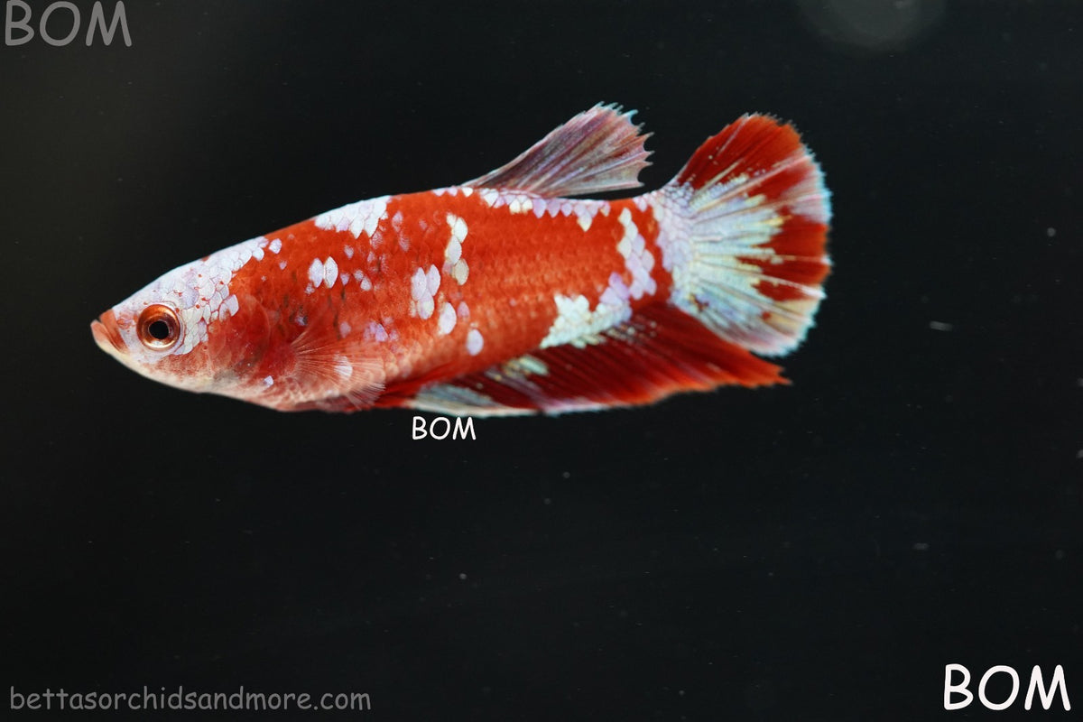 LIVE BETTA FEMALE RED FANCY KOI GALAXY HMPK | BOM-B392