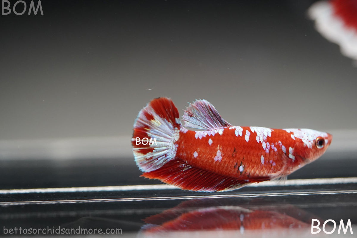 LIVE BETTA FEMALE RED FANCY KOI GALAXY HMPK | BOM-B392