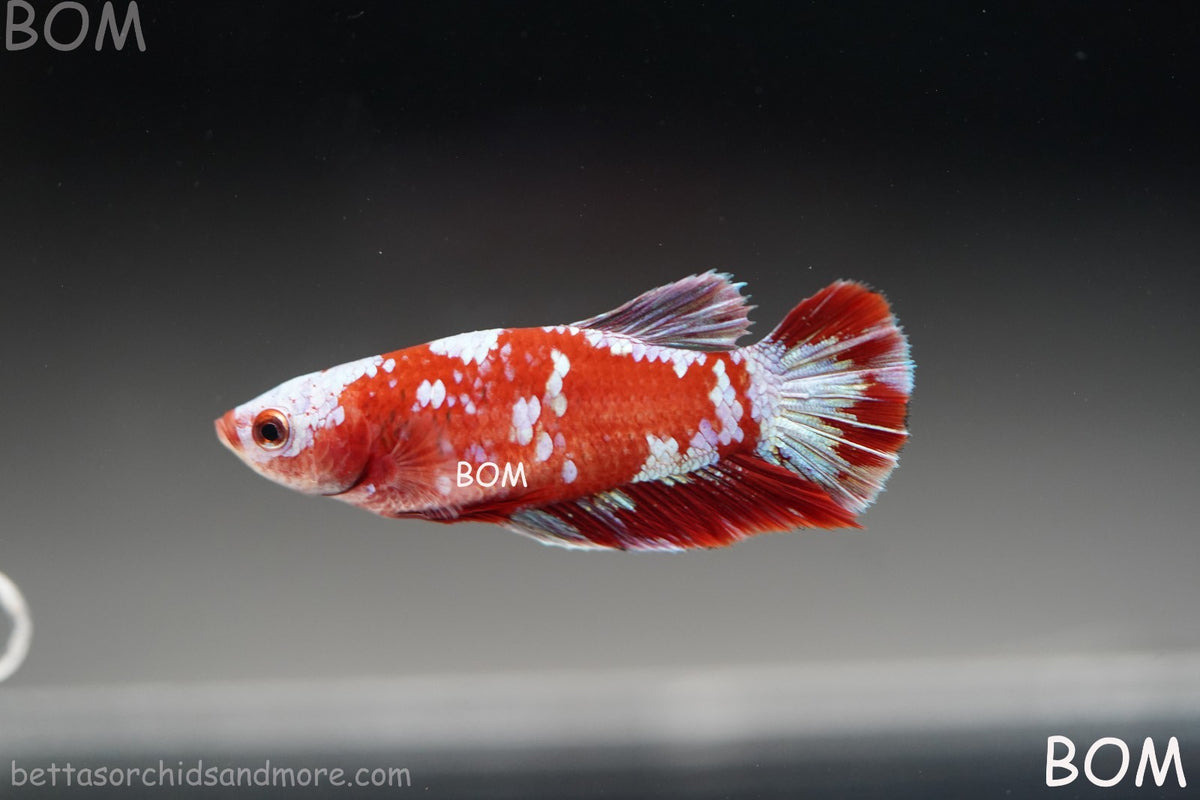 LIVE BETTA FEMALE RED FANCY KOI GALAXY HMPK | BOM-B392